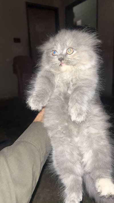 Persian kitten
