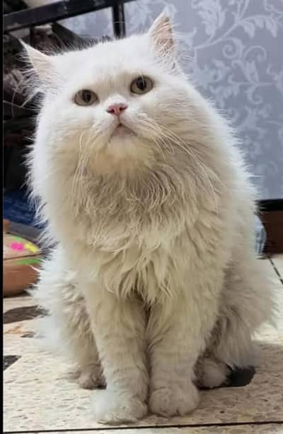 white Persian triple coat cat