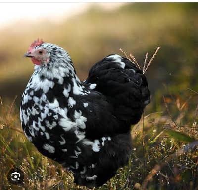 Beautiful molted bantam pair looking for a shelter