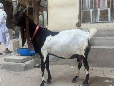 pure pateri jalebi sing wale bakri