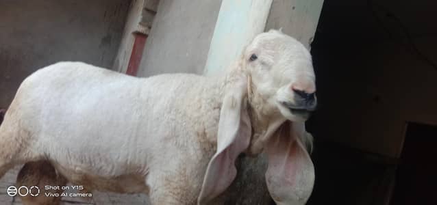 for sale gote arrgent