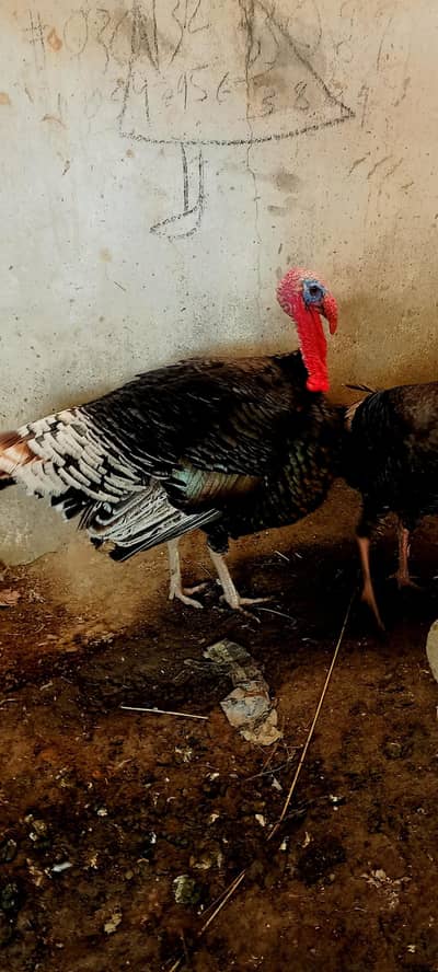hans And Turkeys