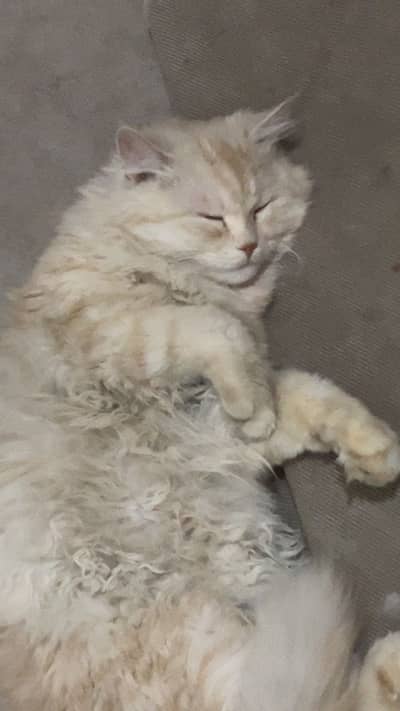 Persian Triple Coated Ginger Skin Colour Yellow Eys