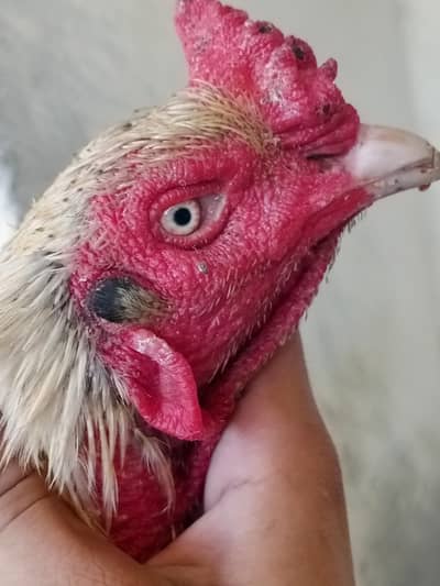 Heigh quality aseel long heighted