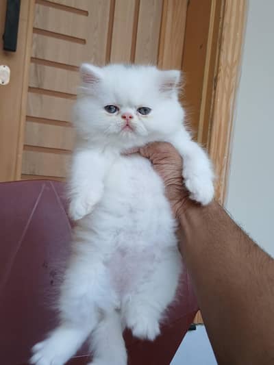 Persian Kittens |Piki peki| Triple Coated | CFA blood | fluffy |cat