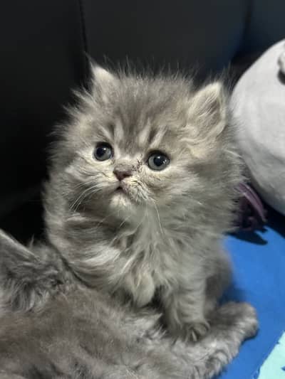 Premium persian kittens
