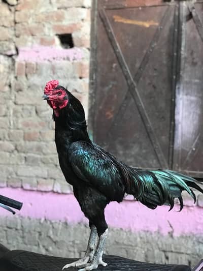 pure thai Asee breeder l pair