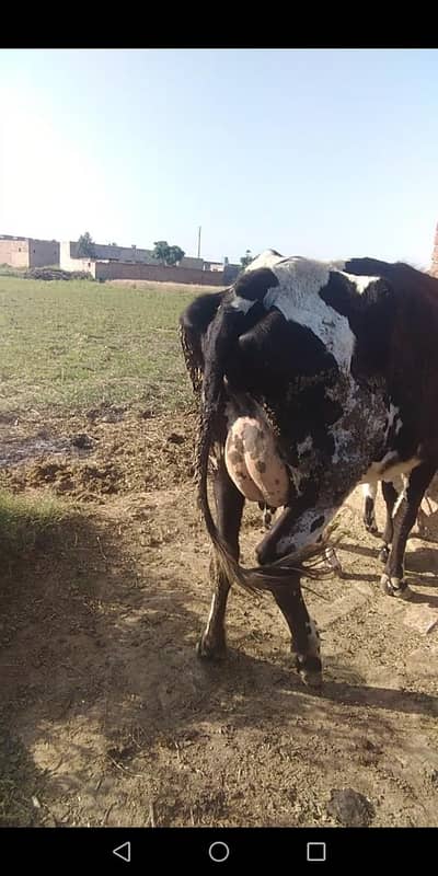 tesara sowa cow for sale