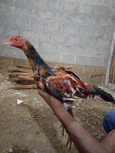 Black aseel mianwali