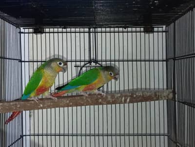 Yellow Sided Conure pathy