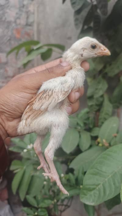 mianwali aseel / Heera aseel chicks / lakha breeder available