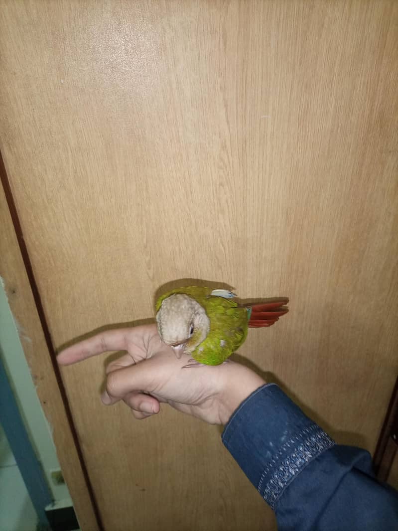 pineapple conure 1