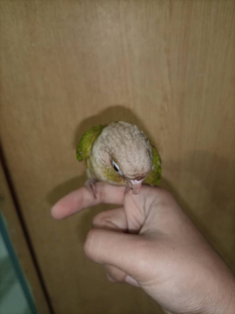 pineapple conure 2