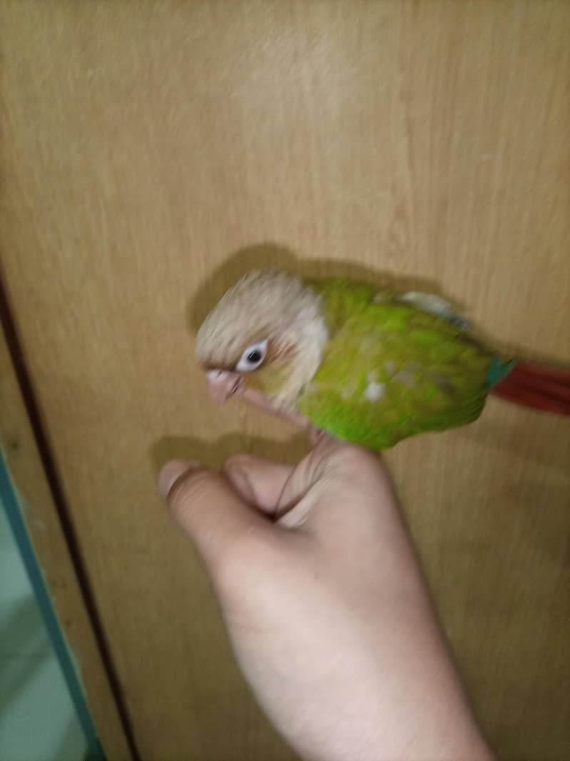 pineapple conure 3