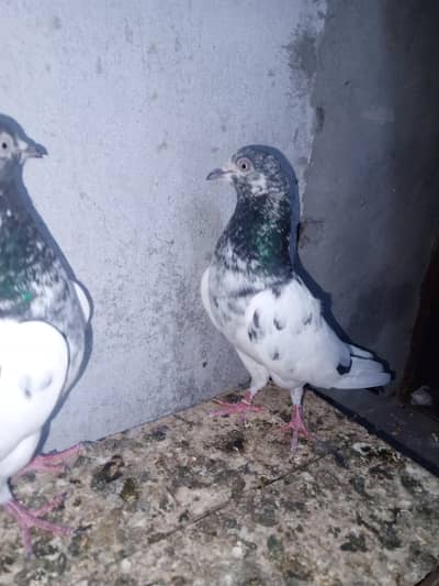 chudry teddy walo me  se jora grunted results