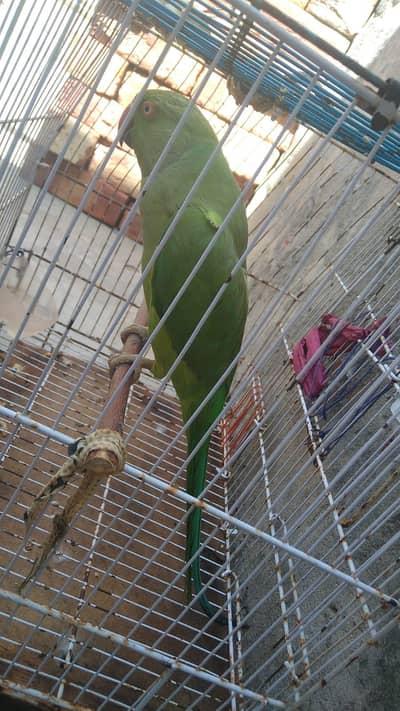 green parrot