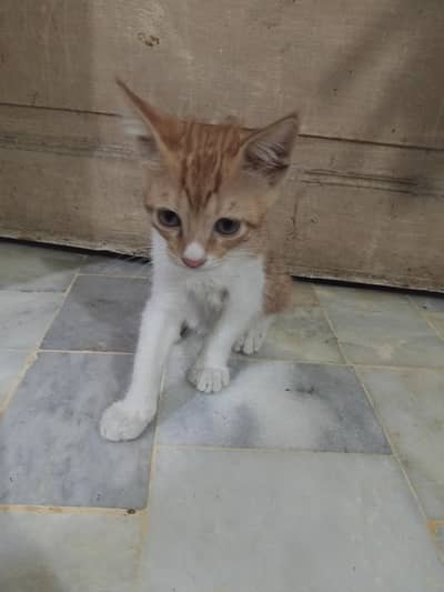 Little Cat With Her Mother