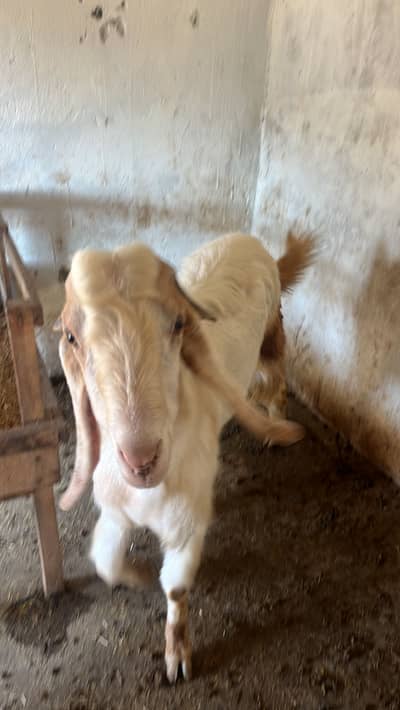 Buck Are available in cheap price | Male Goat | Bakra Dastiyab He