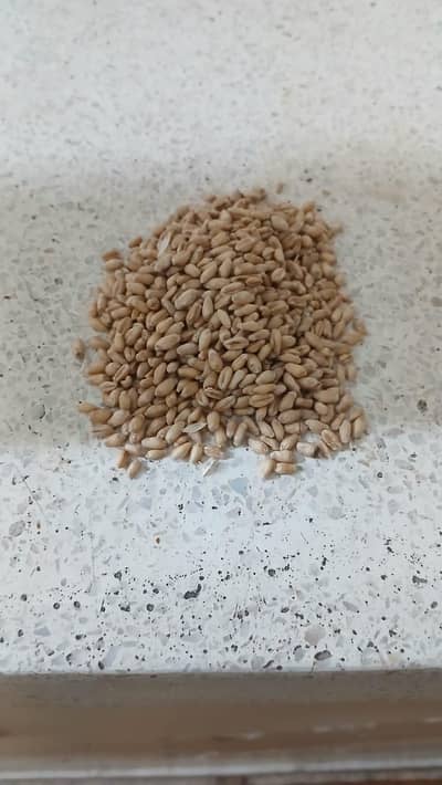 Gandum | High Quality Wheat
