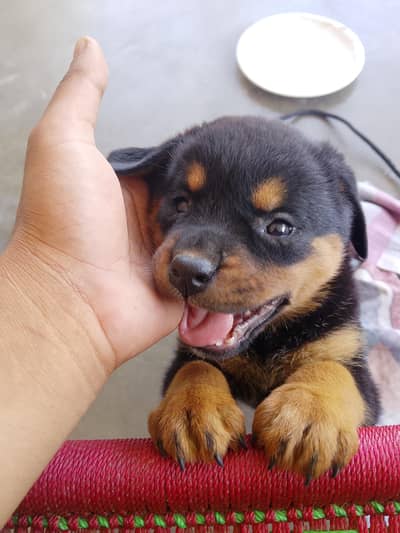 rottweiler female puppy