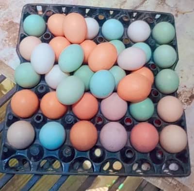 Fancy/Ameraucana Blue & Green pure breed Fertilized Eggs 03367349141