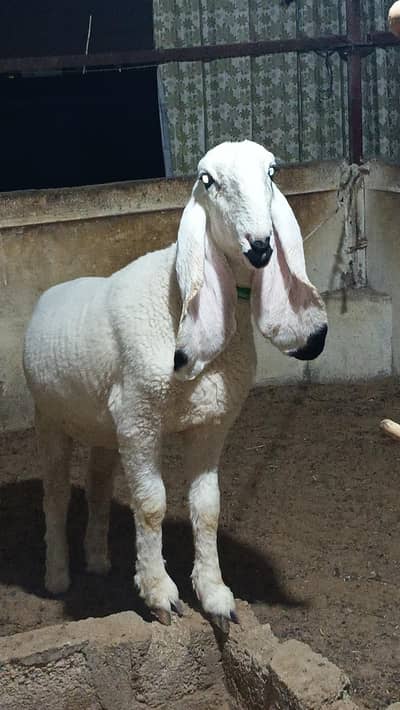 Kajla Dumbi for sale