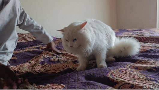 white tripple coat persian male blue eyes tamesd and calm