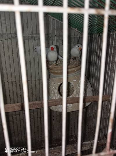 Snow white finches