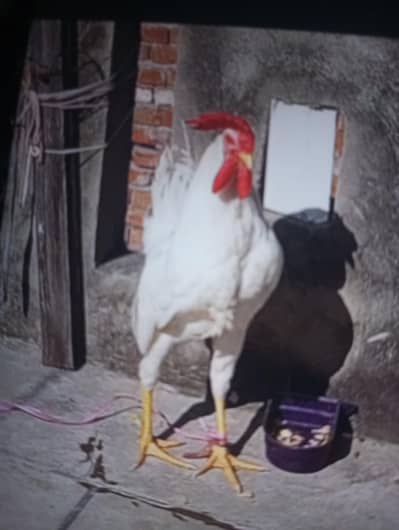 Later Murga For Sale