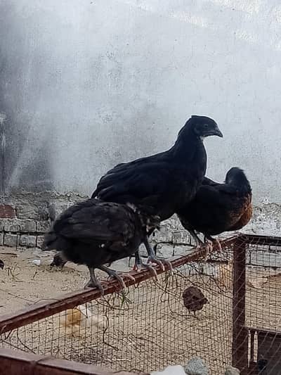 Australorp 2 months old chicks