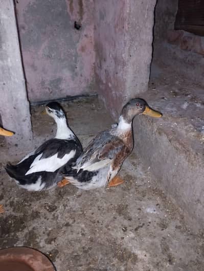 2 pairs of ducks for sale