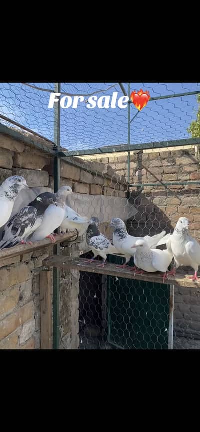 10 jora for sale urgent