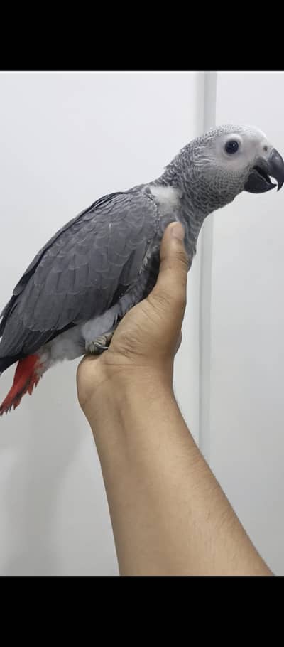 African grey parrot two friendly birds