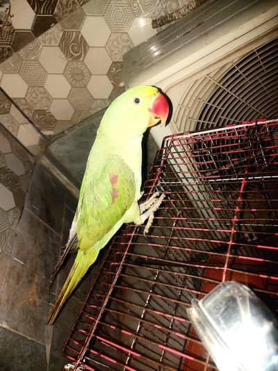 parrot 