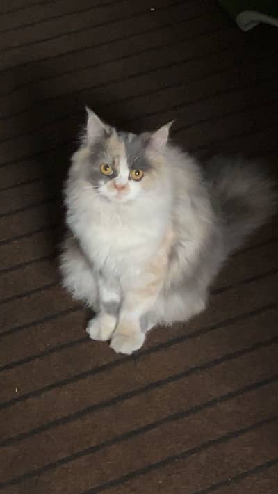 Persian cat