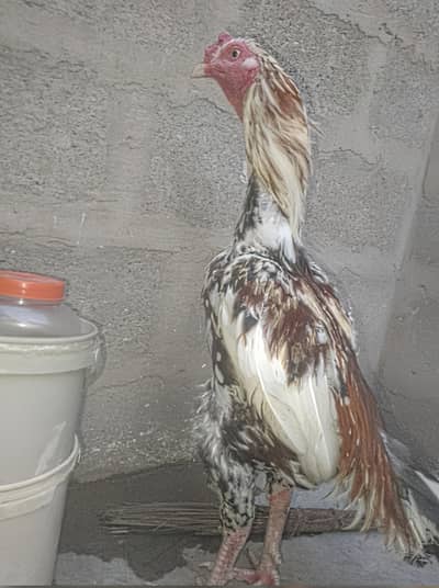 aseel Whatsapp number 03292286849