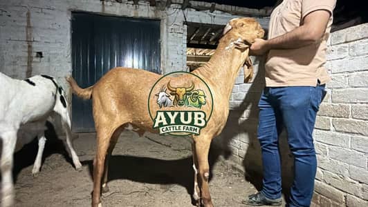 Best quality Animal (Goats and Bulls) 0321 1415484