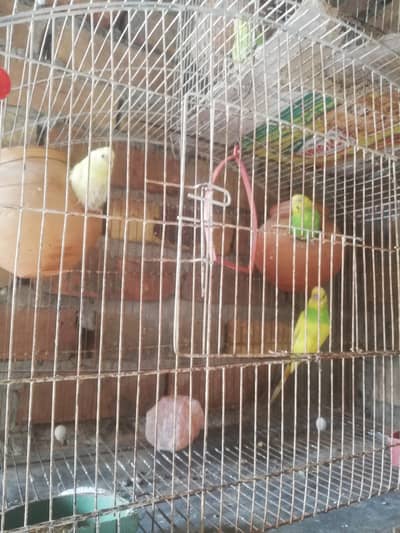 Australian and love birds