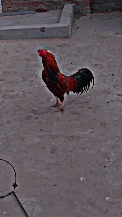 asa murga 2 hn 1 year ka hn 1.5 Sall ka hn