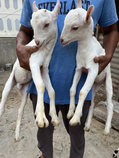 Goat Pair | Qurbani Bakra | Teddi Nasal | Do daat | Bakri 0331-2808410