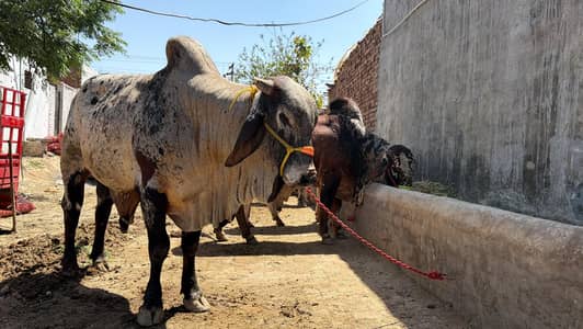 Best Bulls for Qurbani 0321 1415484