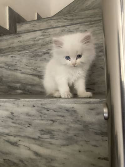 Persian white kitten