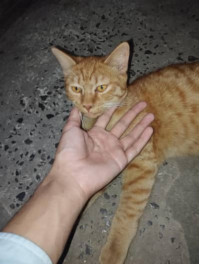 Male Cat for sale