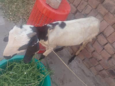 got for sale with baby