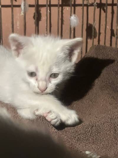 Urgent for sale in multan