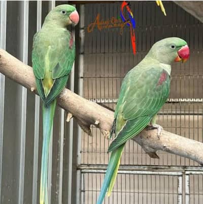 raw perrot for sale my WhatsApp number 03 45 70 84 434