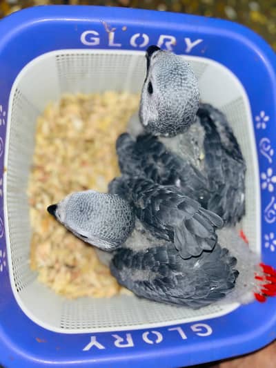 Grey parrots baby