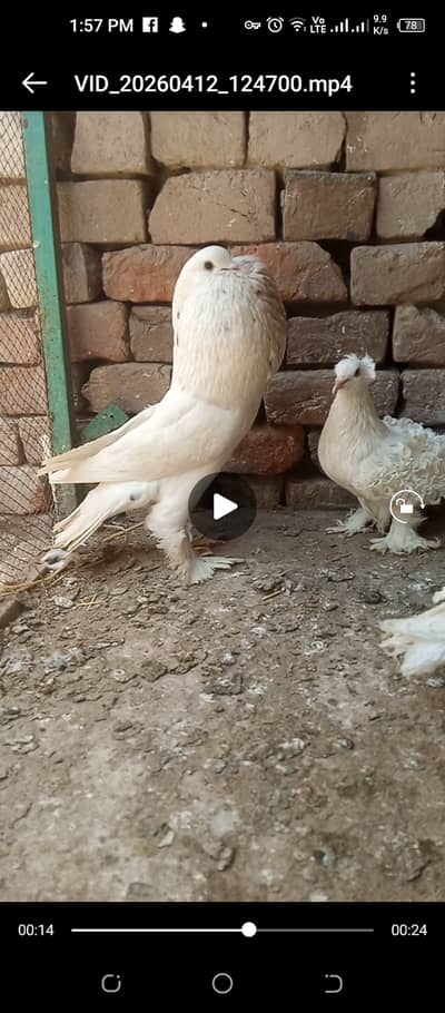Fancy pigeon. Gubara. 0316/7957220