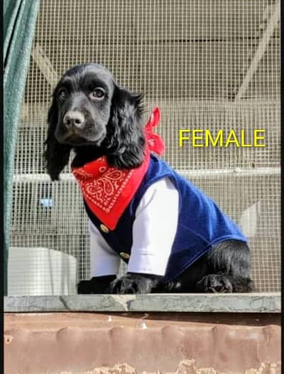 Cocker Spaniel | Cocker Spaniel Puppy | Pedigree Dog For Sale