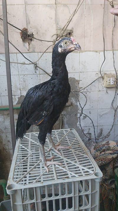 Pure Aseel Lasani Pair's for sale